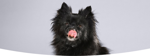 Gutschein: Individuelles Hundefutter, 2 Wochen gratis testen