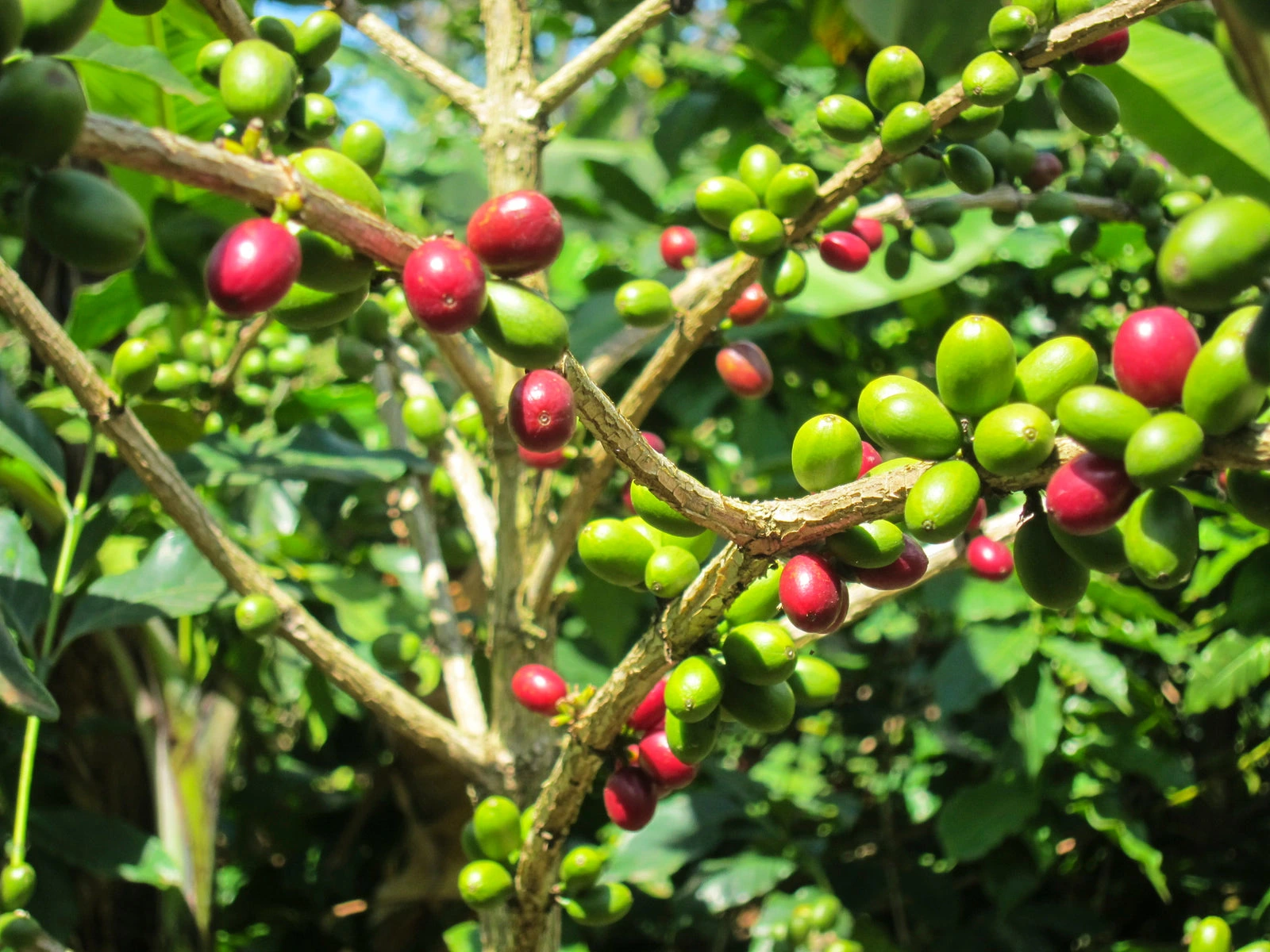 Kräftig in den Tag starten mit einem Aromatico Rabattgutschein