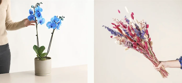 Mit dem Blume2000 Gutschein das Perfekte Geschenk zu jedem Anlass günstiger erhalten!