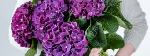 Last Minute Deal: Kurzfristig Blumen & Pflanzen ab 9,99€ bestellen