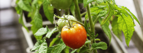 Gemüse- & Kräuterpflanzen mit bis zu 20% BALDUR Garten Rabatt