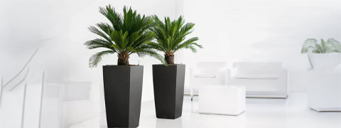 2x Japanischer Palmfarn inkl. Versand - 64% Groupon Rabatt