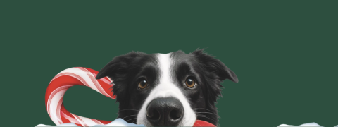 Entdecke die Tierische Weihnachtswelt bei FRESSNAPF!