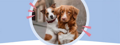 Freunde werben und 10€ Pets Deli Gutschein erhalten