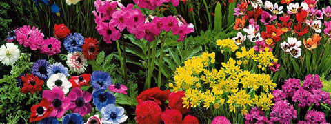 Ahrens und Sieberz Angebote: Bis zu 25% Rabatt auf Blumenzwiebeln