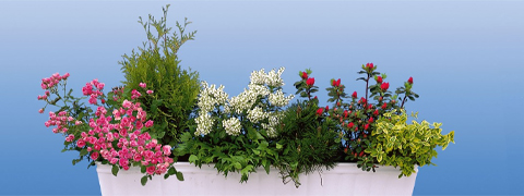 Bis zu 10% Rabatt auf Sommerblumen | Ahrens und Sieberz Gutschein