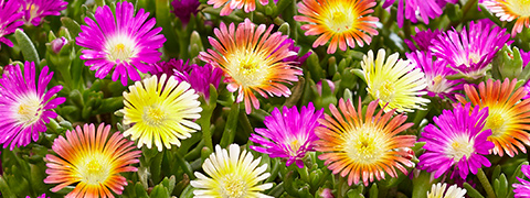 BALDUR Gutschein: 10€ Rabatt ab 99€ Einkauf