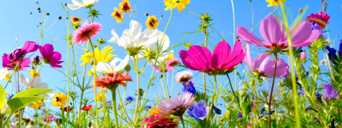 Rasendoktor Gutschein: Geschenkgutscheine bis 100 €