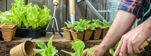 Frische Pracht für den Garten: 20% sparen mit dem toom Gutschein