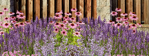 10% auf Einzelstauden sparen mit dem MEIN SCHÖNER GARTEN Gutscheincode