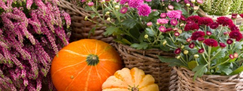 10 € BALDUR Gutschein ab 99 € Bestellwert bei BALDUR-Garten.de