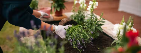 Heckenpflanzen Highlights im Frühling - ab 165.99 €