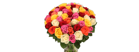 XLL 50 bunte Rosen zum super Sparpreis bei Blume Ideal XLL 50 bunte Rosen zum super Sparpreis bei Blume Ideal