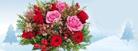 Blume Ideal Angebot: Festliche Weihnachtsblumen als Geschenk Blume Ideal Angebot: Festliche Weihnachtsblumen als Geschenk