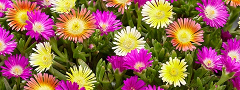 Mach dich bereit für den Frühling mit einem 4 € Gutschein für neue Pflanzen